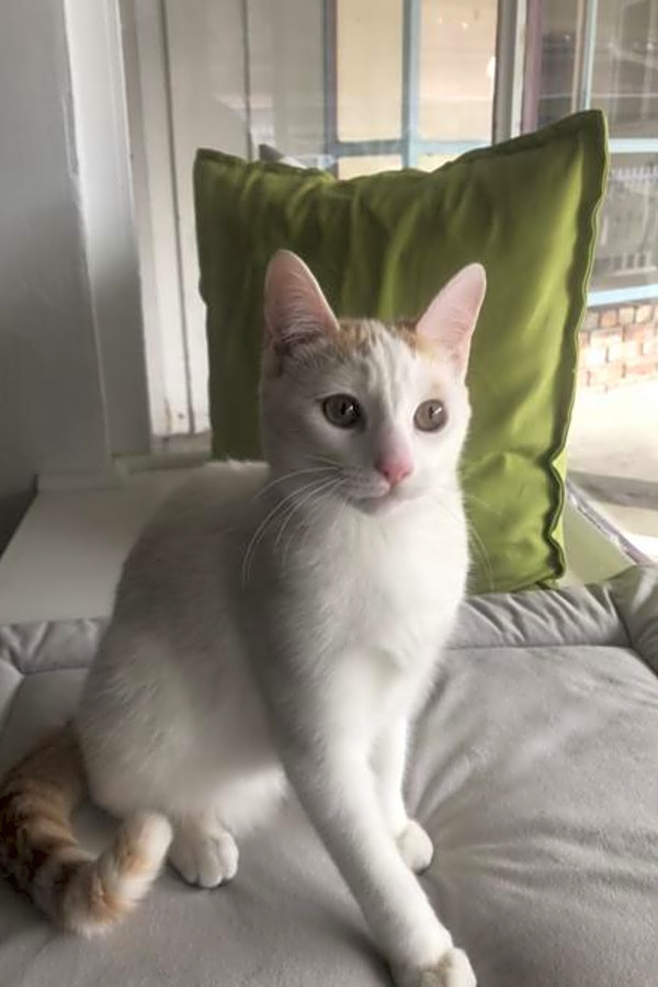 These San Jose Based Kitties Are Up For Adoption And In Need Of A