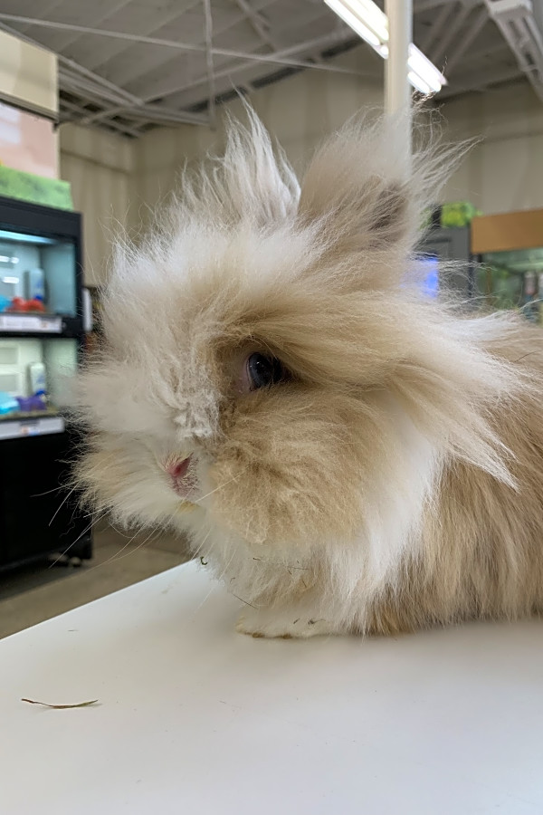 lionhead angora mix