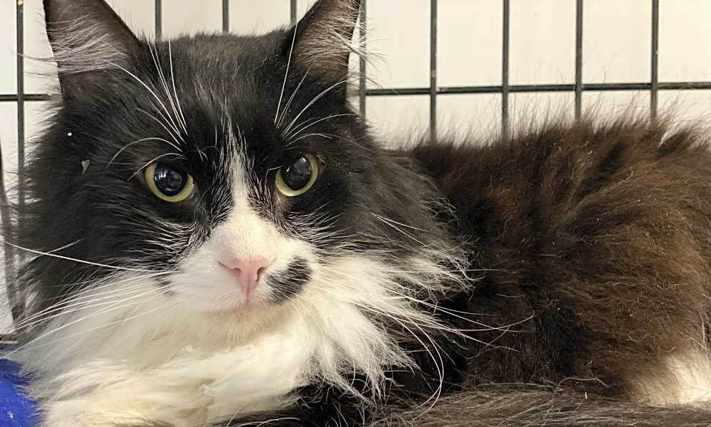 These Portland-based cats are up for adoption and in need of a good