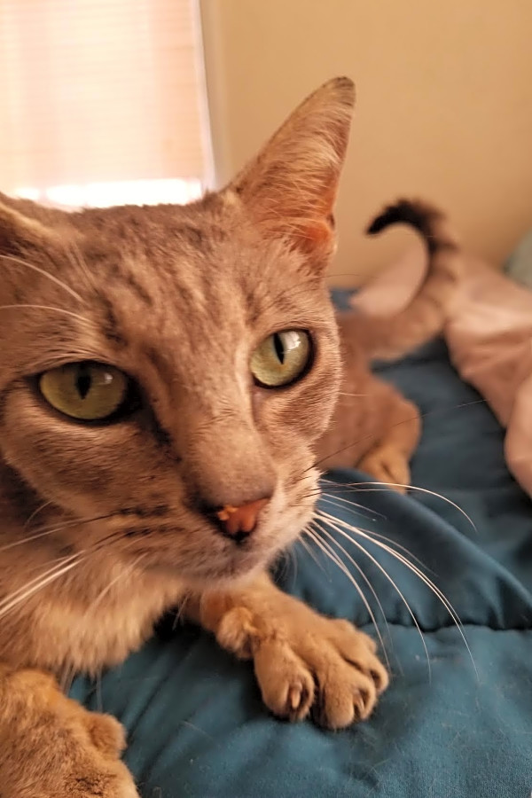 These Long Beach Based Cats Are Up For Adoption Zazzy cats kitty rescue, long beach, california. long beach based cats are up for adoption