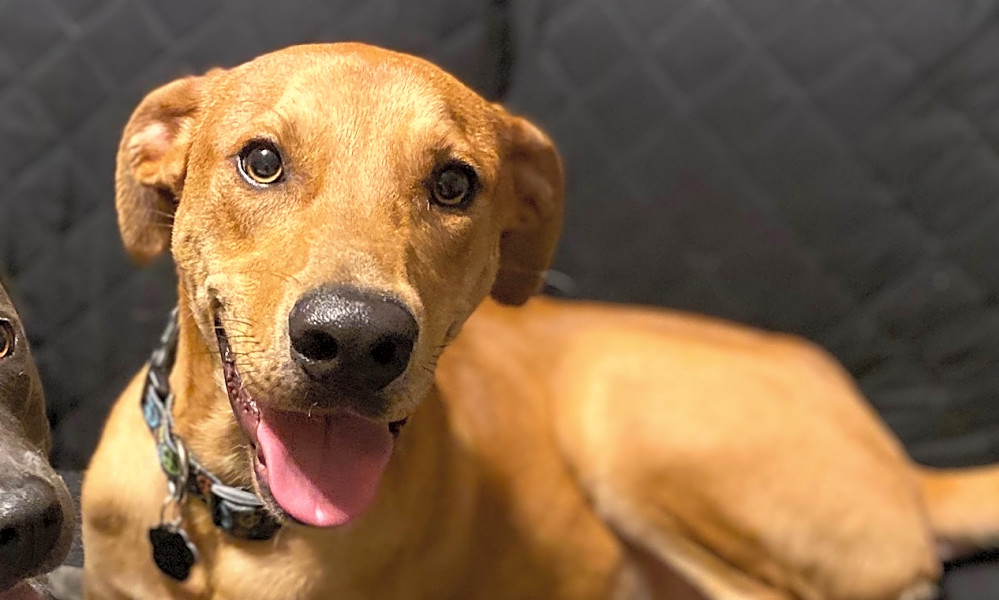 Rhodesian ridgeback whippet mix online