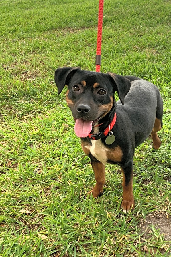 Manchester terrier lab mix online