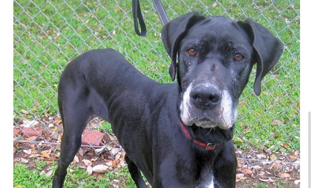 These Austinbased dogs are up for adoption and in need of