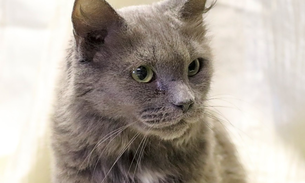 These Washington Based Kitties Are Up For Adoption And In Need Of