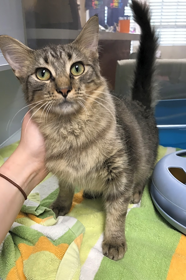 These Austin Based Kittens Are Up For Adoption And In Need Of A