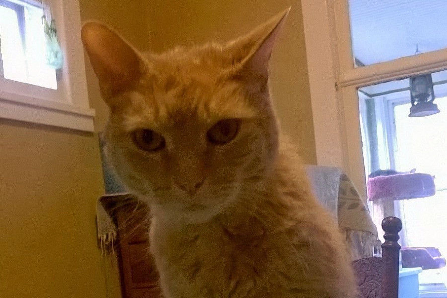 Cats in Minneapolis looking for their fur-ever homes