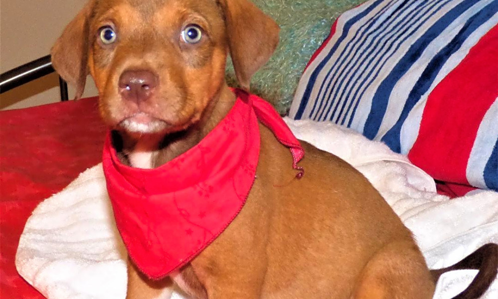 These Jacksonville-based puppies are up for adoption and ...