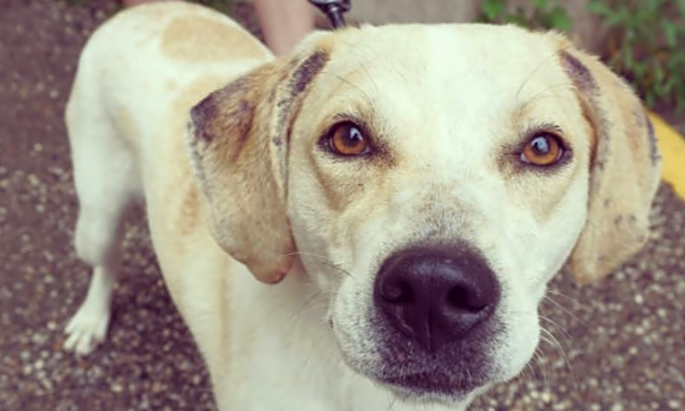 Catahoula yellow lab mix cheap