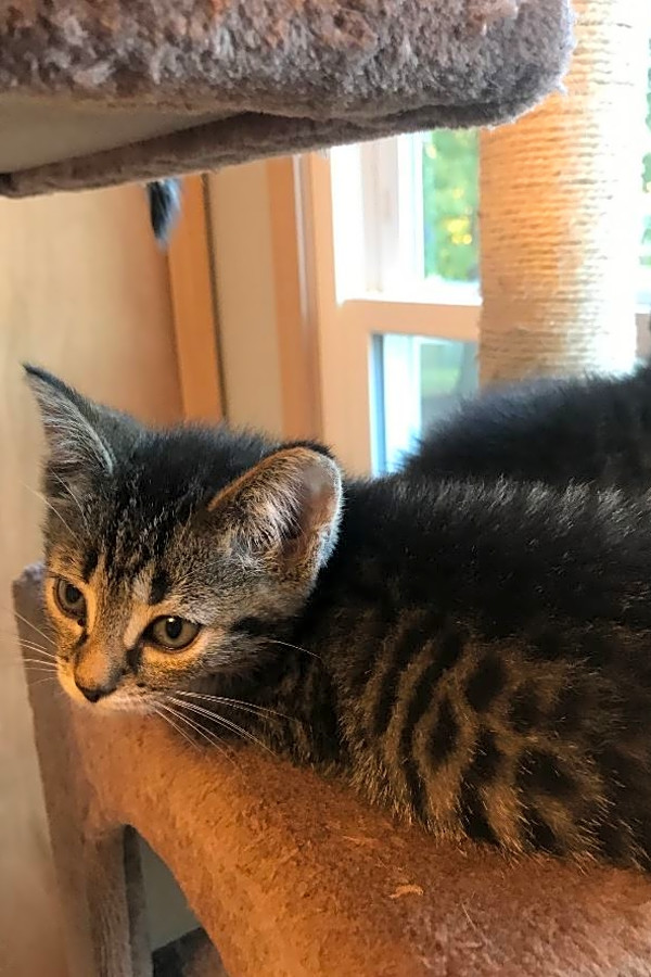6 Cuddly Kittens To Adopt In Cleveland Hoodline
