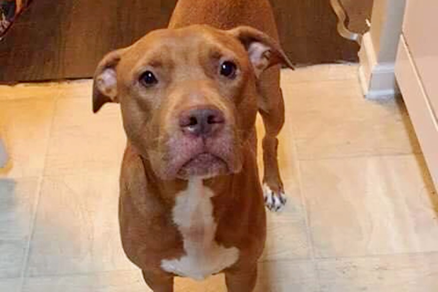 Dogs In Orlando Looking For Their Furr Ever Homes