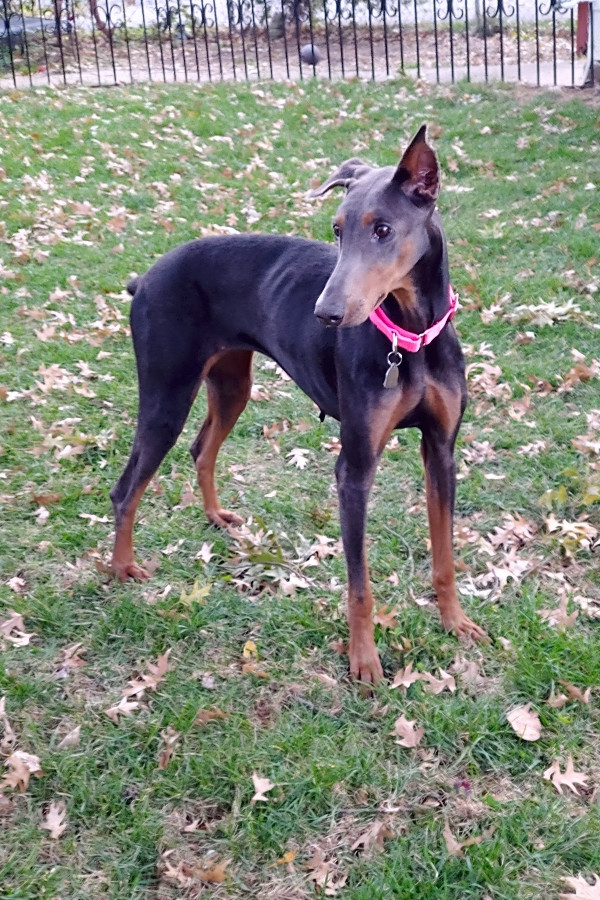 doberman for adoption