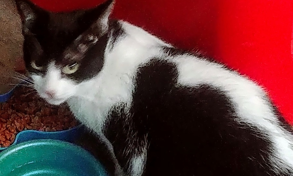 7 Charming Cats To Adopt Now In San Antonio Hoodline