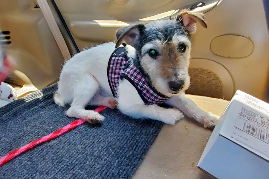 Dogs in Stockton looking for their furever homes