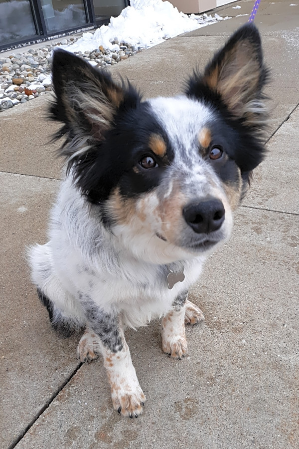 adopt border collie near me