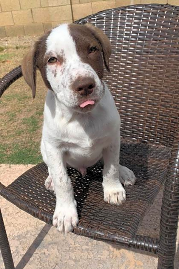basenji border collie mix