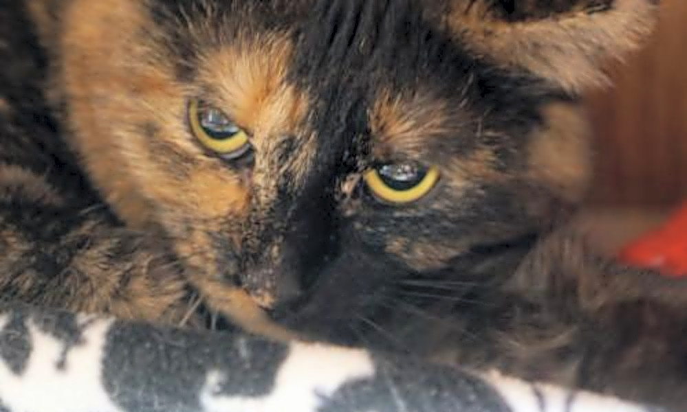 6 Lovable Kitties To Adopt Now In Tucson Hoodline