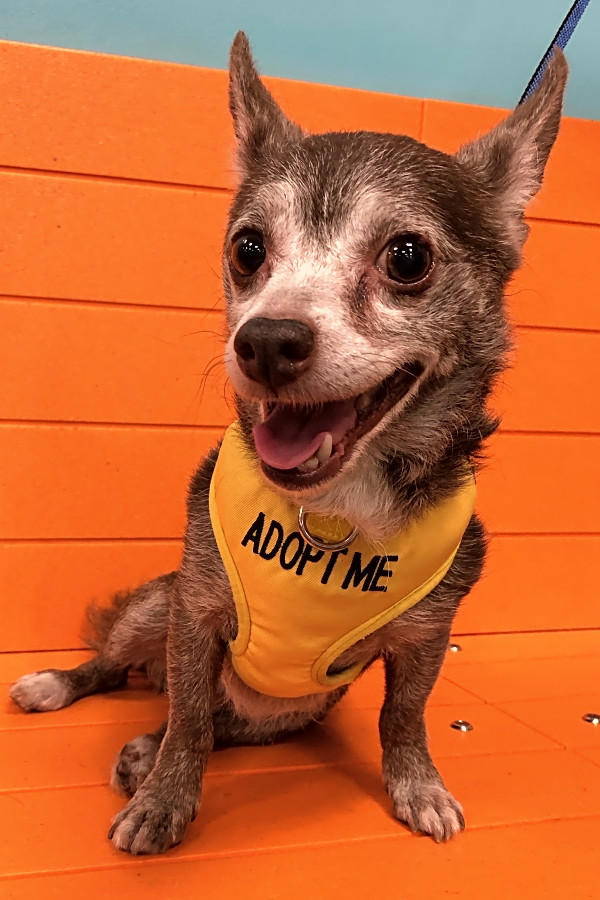 adopt chihuahua near me