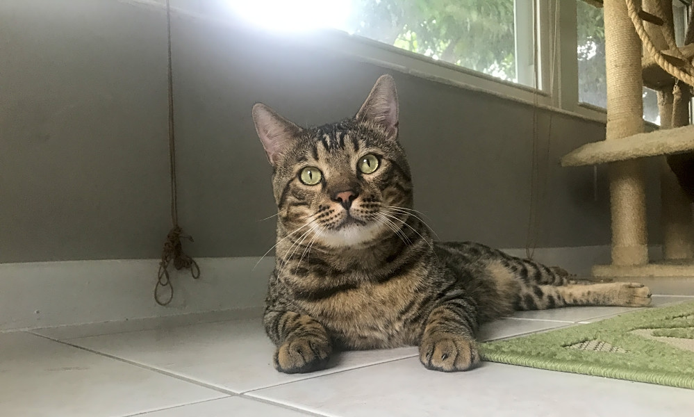 Want To Adopt A Pet Here Are 6 Cute Kitties To Adopt Now In