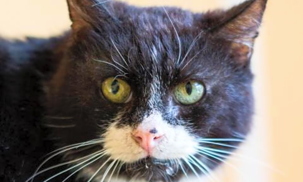 5 furry felines to adopt now in Boston