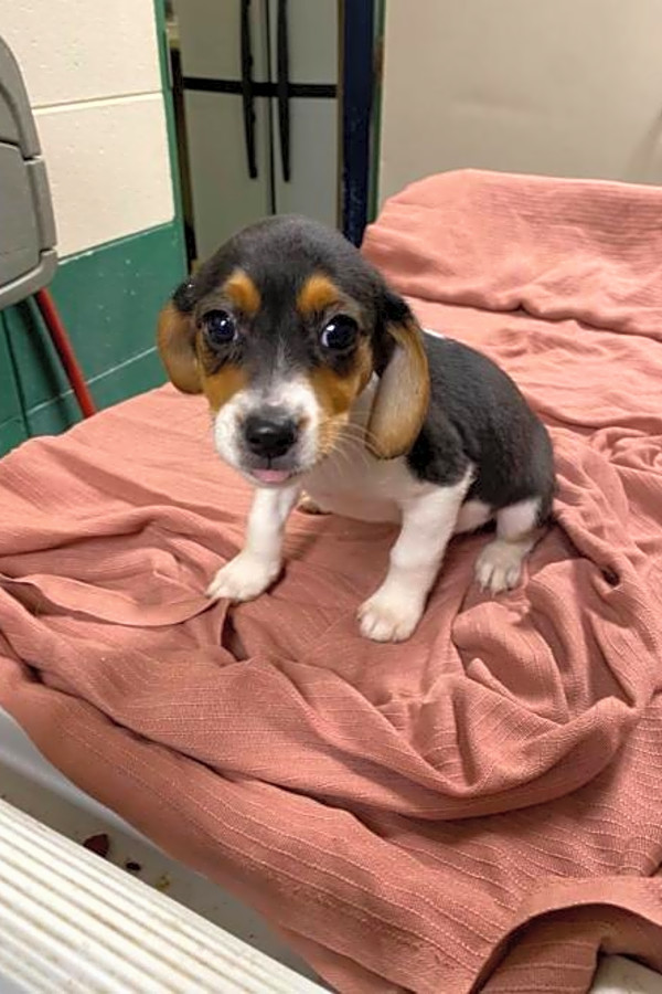 Want To Adopt A Pet Here Are 3 Precious Puppies To Adopt Now In