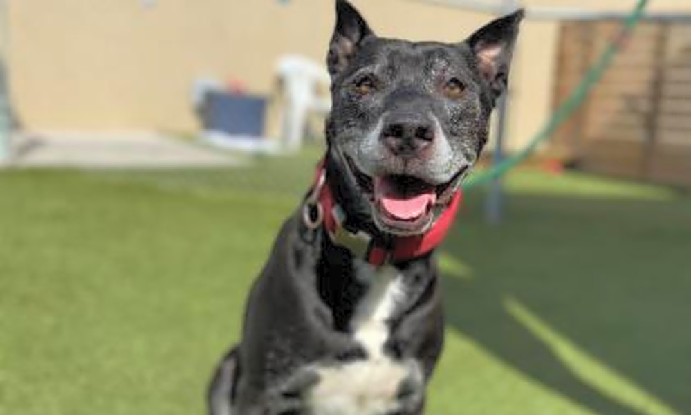 These Denver Based Pups Are Up For Adoption And In Need Of Good
