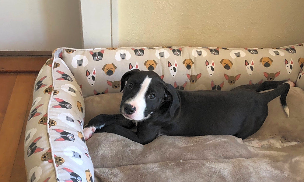 Mountain cur collie mix outlet