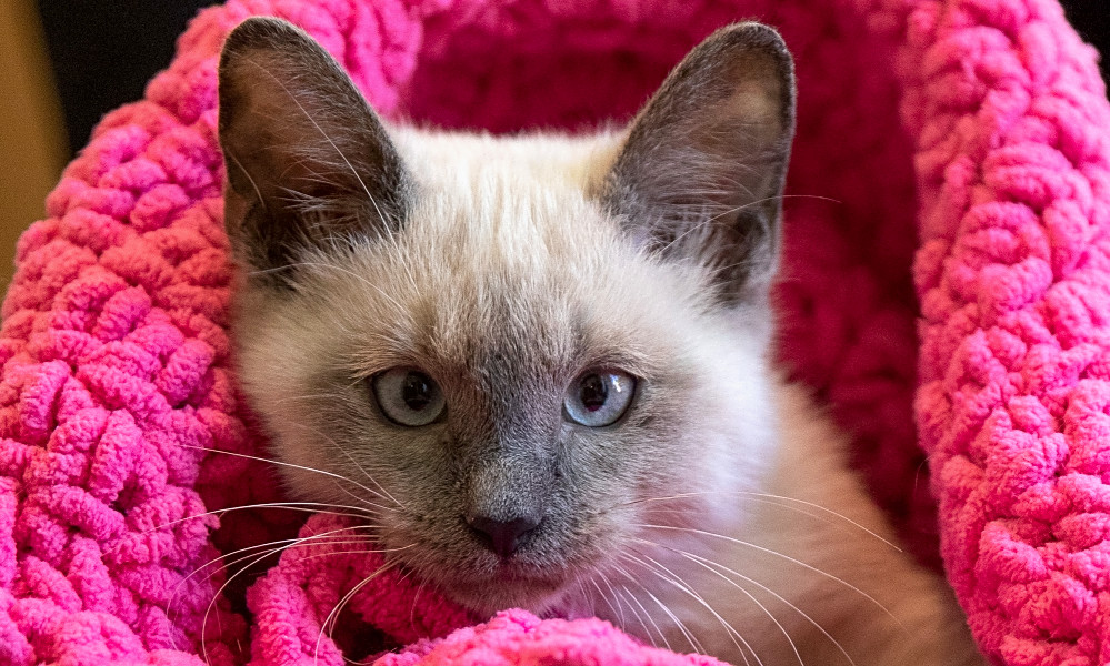 Discover the Purrfect Products for Siamese Kittens in San Antonio Top