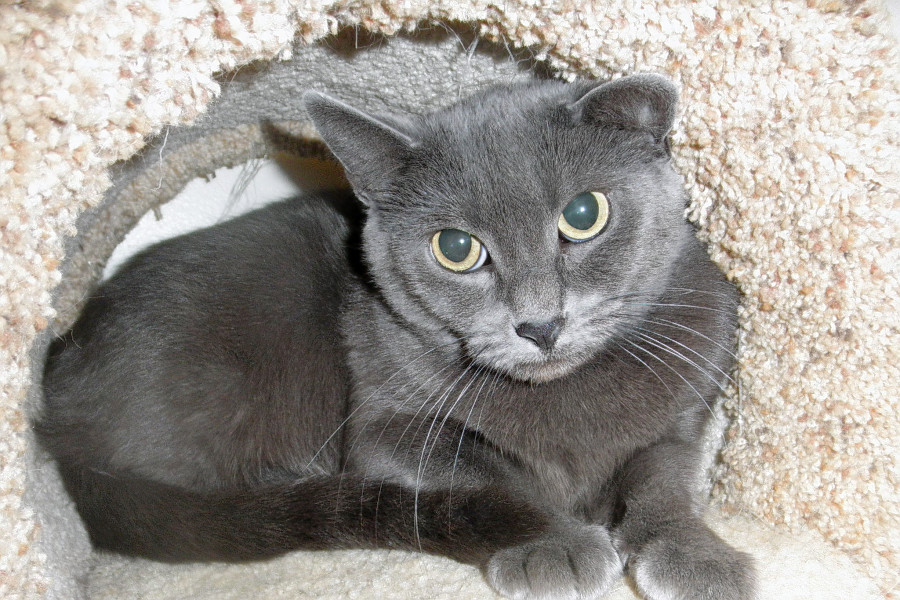Cats In Milwaukee Looking For Their Furr Ever Homes Hoodline