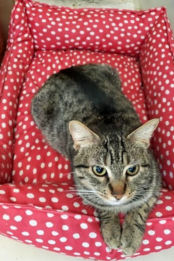 5 Furry Felines To Adopt Now In Long Beach Hoodline