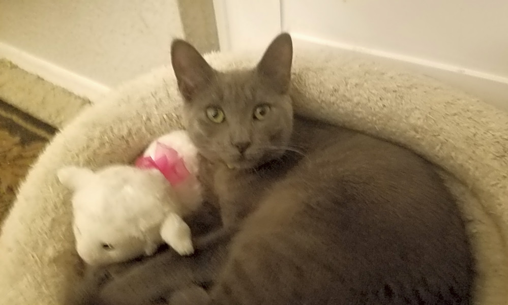Anaheim Based Kitties Up For Adoption And In Need Of A Good Home