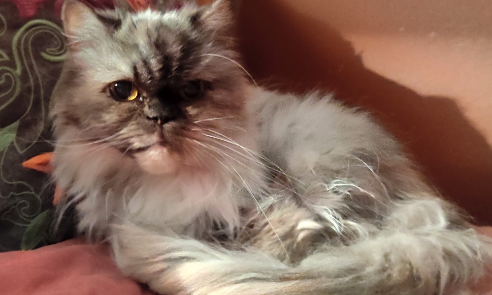 5 Charming Cats To Adopt Now In Indianapolis Hoodline