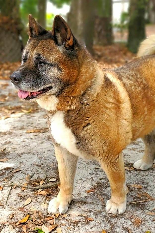 These Jacksonville Based Doggies Are Up For Adoption And In Need Of A We were incorporated as a 50. these jacksonville based doggies are up