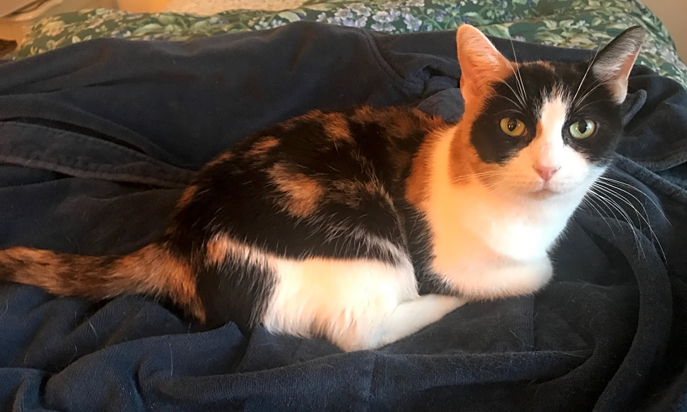 Want To Adopt A Pet Here Are 6 Cute Kitties To Adopt Now In