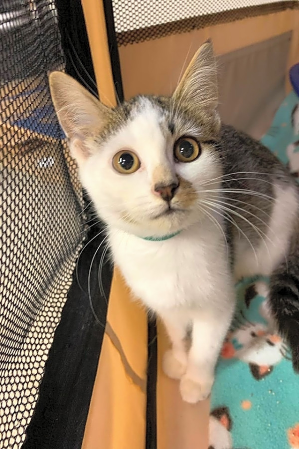 These Cleveland Based Kittens Are Up For Adoption And In Need Of A