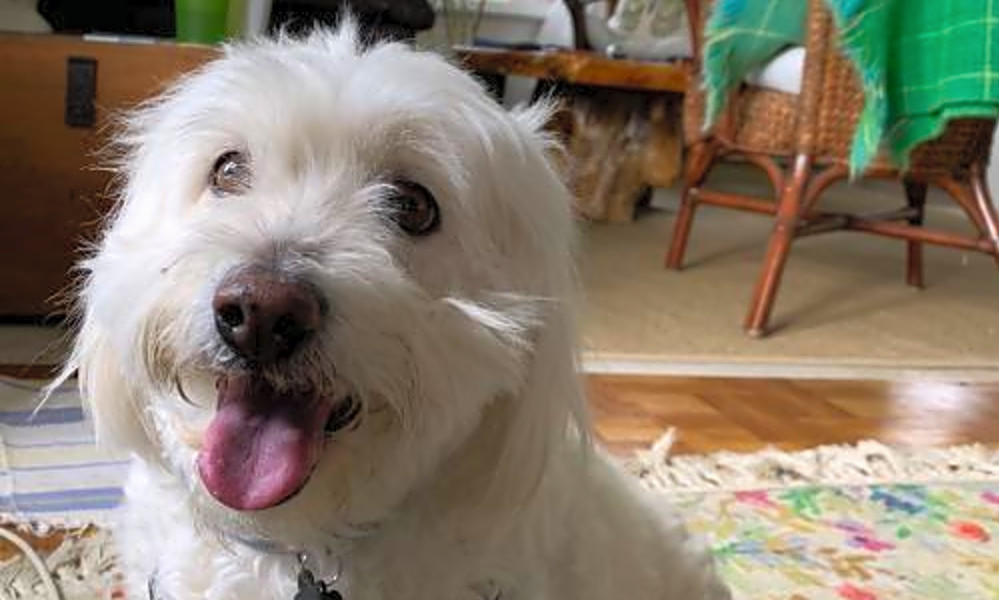 4 Delightful Doggies To Adopt Now In Portland Hoodline