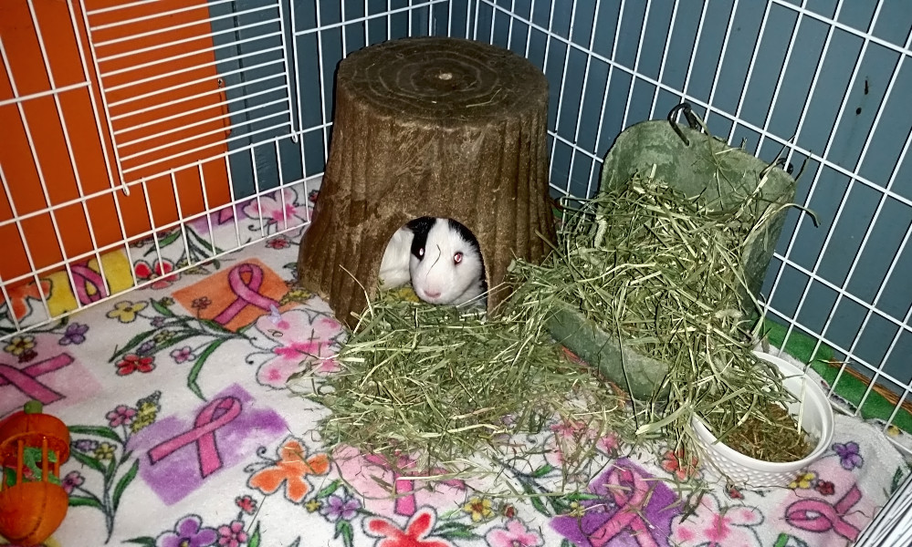 These Saint Paul Based Pets Are Up For Adoption And In Need Of A Good Home Hoodline