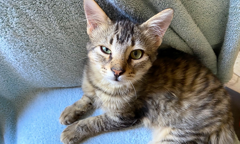 Always Wanted A Pet Here Are 4 Cute As Can Be Kittens To Adopt