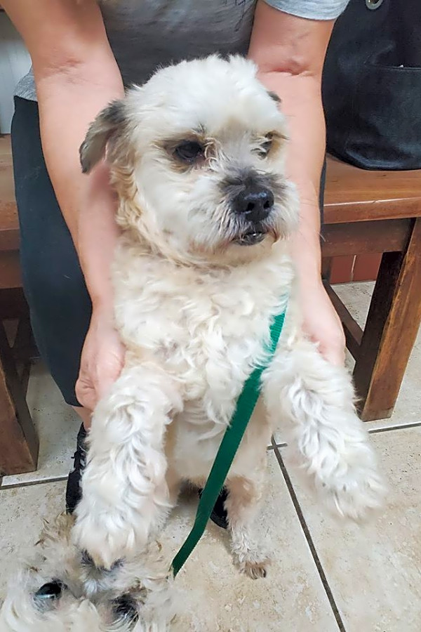 Petfinder brussels griffon cheap