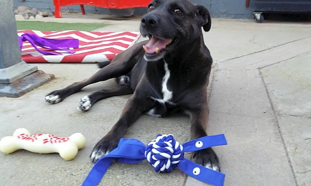 black lab and rhodesian ridgeback mix