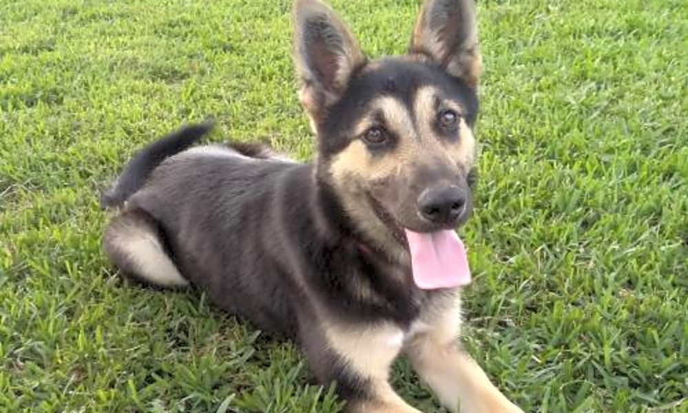 7 Lovable Pups To Adopt Now In Houston Hoodline