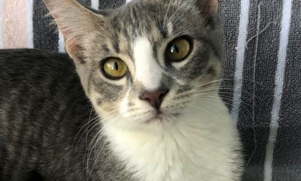 6 Charming Cats To Adopt Now In San Jose Hoodline