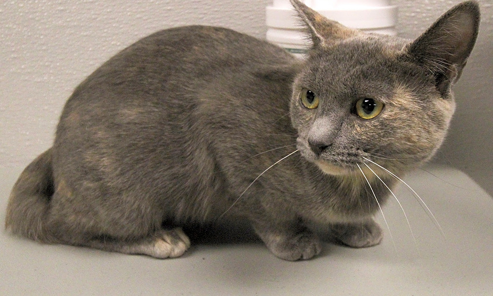 7 Charming Cats To Adopt Now In Washington Hoodline