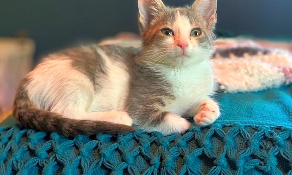 These Minneapolisbased kittens are up for adoption and in need of a