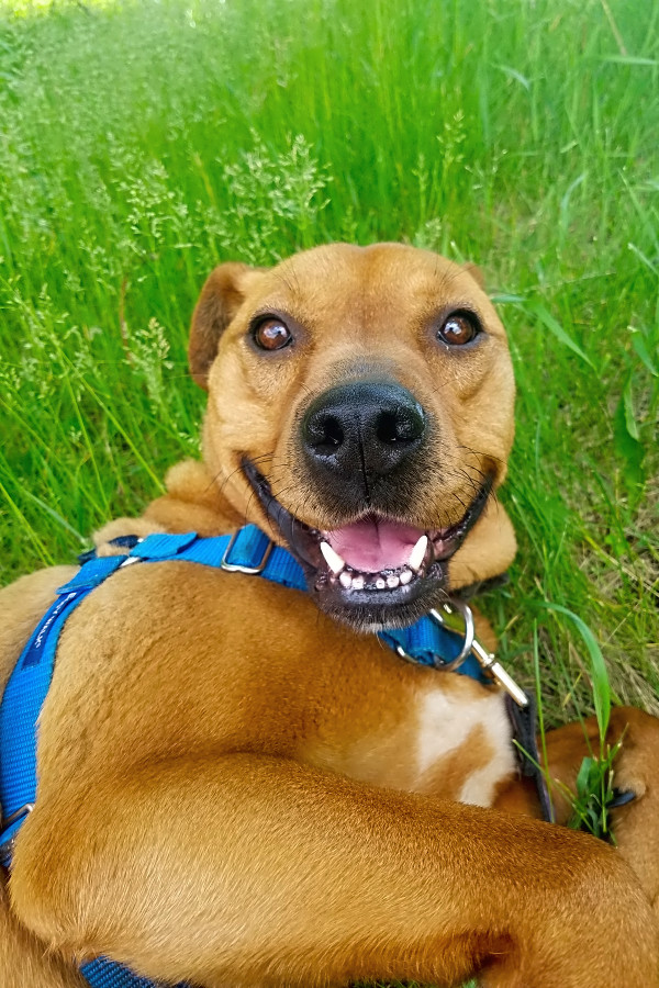 Dogs In Detroit Looking For Their Fur Ever Homes