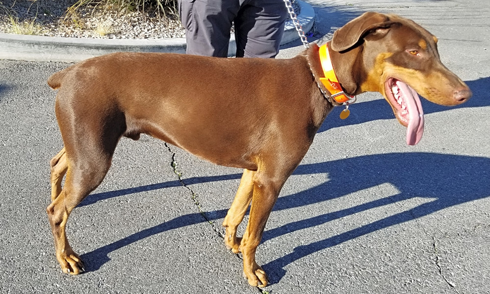 Puppies In Las Vegas Looking For Their Fur Ever Homes