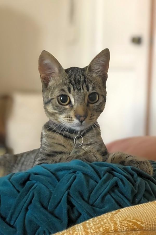 Looking To Adopt A Pet Here Are 7 Cool Kitties To Adopt Now In