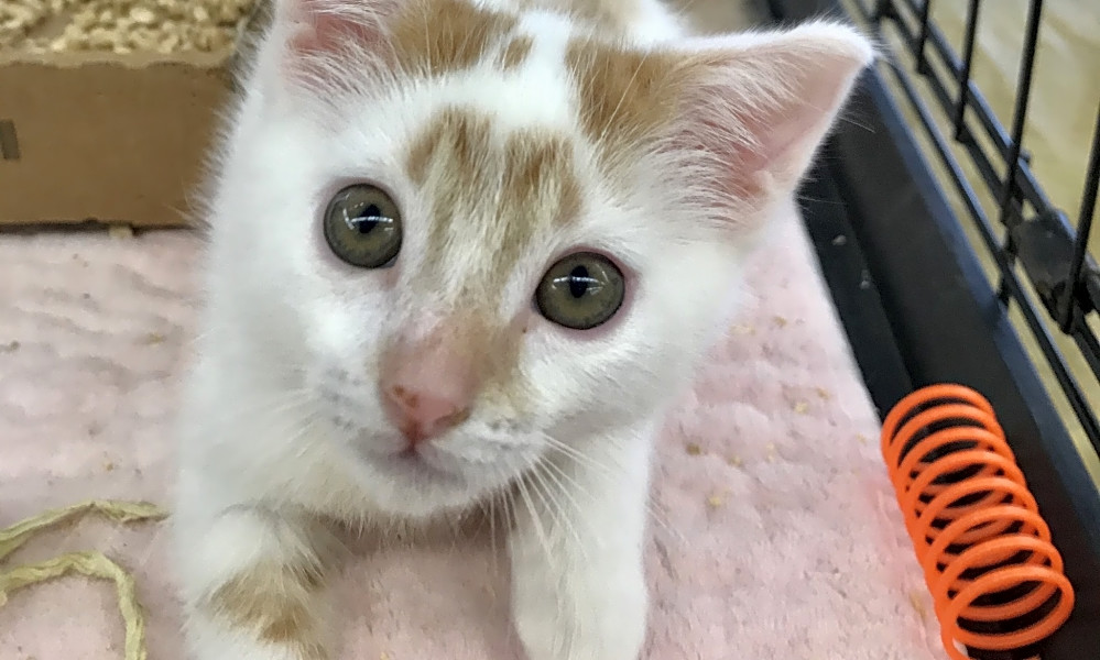 7 Fluffy Felines To Adopt Now In Oakland Hoodline