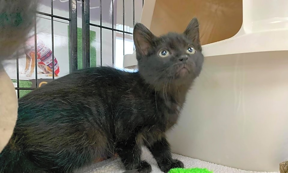 Want To Adopt A Pet Here Are 7 Cuddly Kittens To Adopt Now In