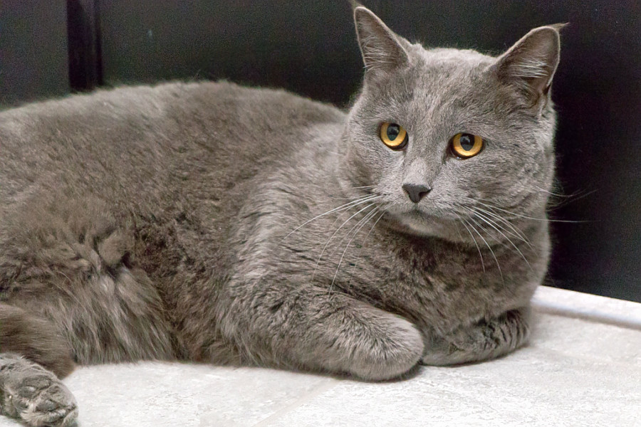 Cats In Chicago Looking For Their Fur Ever Homes Hoodline