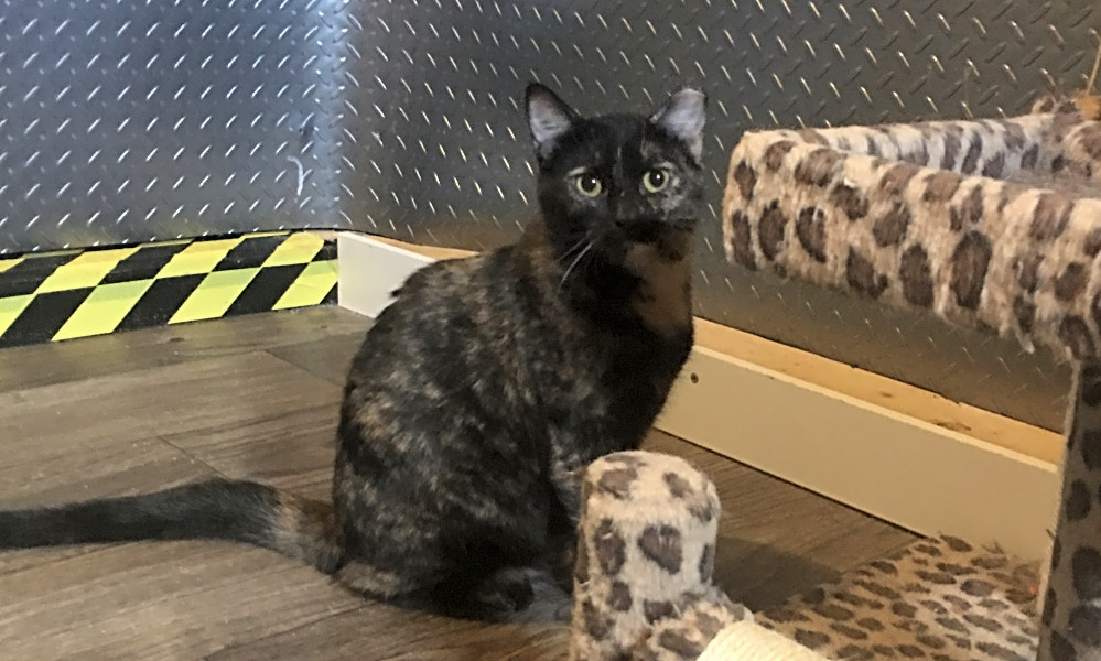 7 Furry Felines To Adopt Now In Cincinnati Hoodline